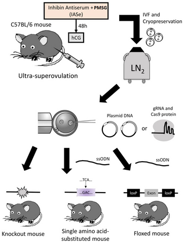 Ultra-superovulation for the CRISPR-Cas9-mediated production of gene-knockout, single-amino-acid-substituted, and floxed mice.