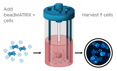 beadMATRIX is designed for the use in closed and controlled culture devices, e.g., stirredtank bioreactor. Simply combine media, MSCs and microcarriers, and run your processes.