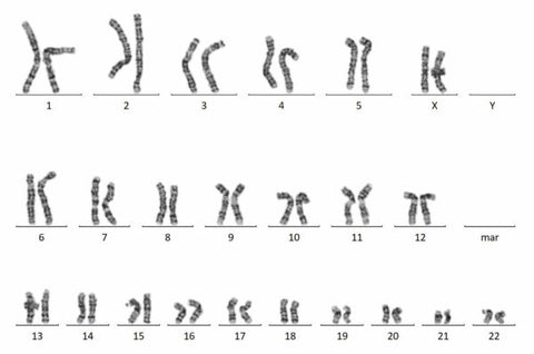 Preservation of genetic stability