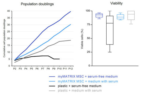 Efficient in vitro expansion of high quality MSCs using myMATRIX MSC.