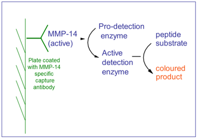QuickZyme Human MMP-14 Activity Assay principle