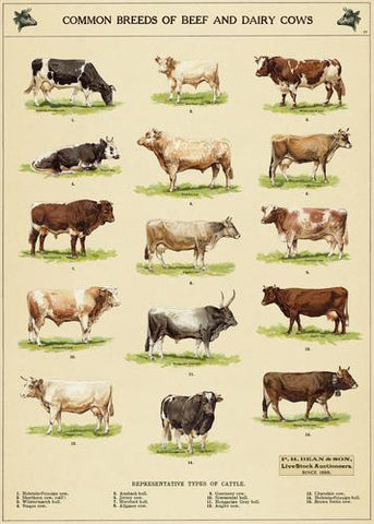 Cavallini Cow Chart Wrap - Poster