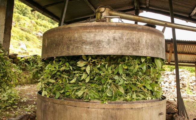 Image du processus de distillation à la vapeur d'eau pour extraire les huiles essentielles de doTERRA