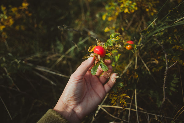 Rose hips being handpicked. Georgian cultivation method.  