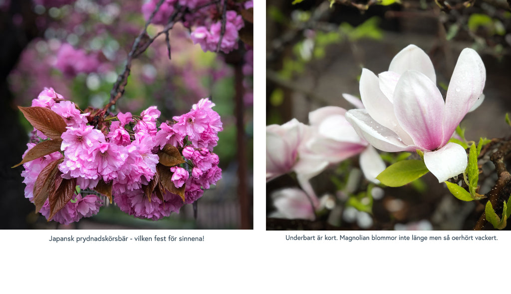 syren och magnolia