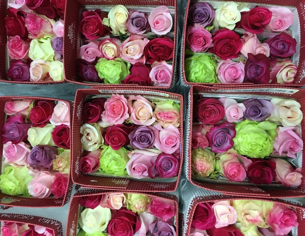 pure ecuadorian roses