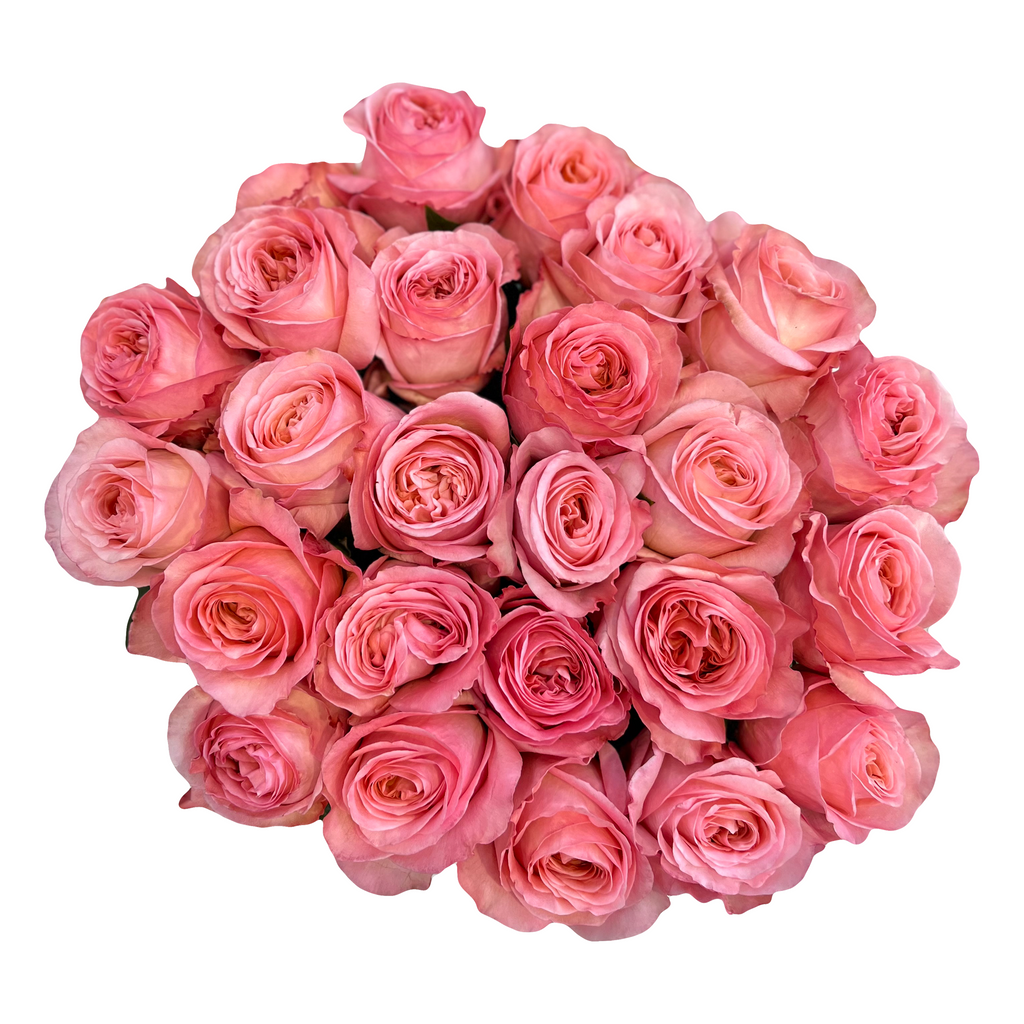Pink X-Pression | Pink Garden Roses - Flower Explosion