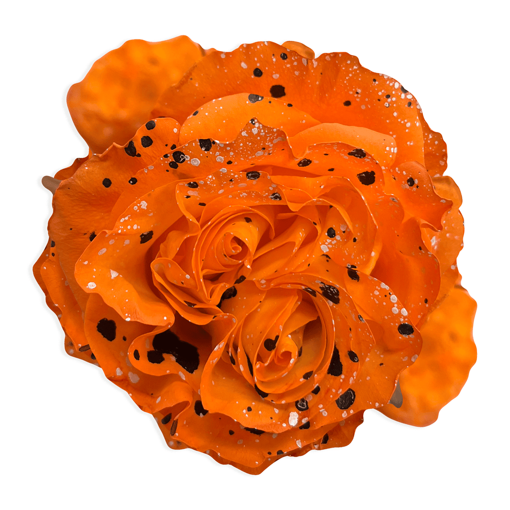 My orange glitter rose  Orange glitter, Glitter roses, Black rose