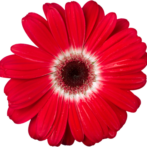 red gerbera flower