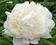 Walter Faxon Light Pink Peony