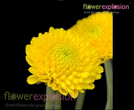 Bulk Green Button Poms Daisy Flowers for Sale Online @ Flower Explosion