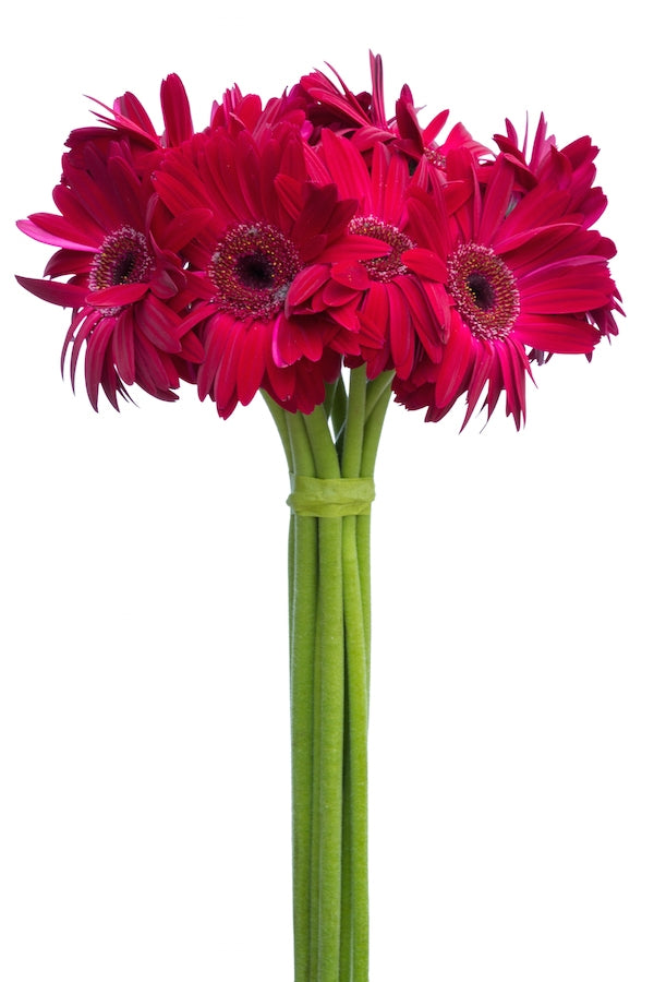 Gerbera Daisy - Dark Pink Gerberas - Flower Explosion