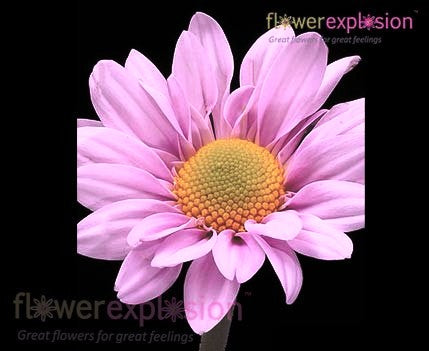 hot pink daisy flower