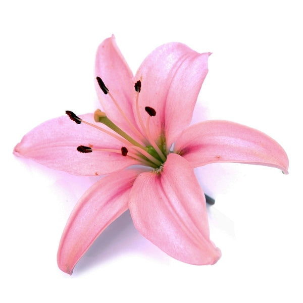 light pink oriental lily