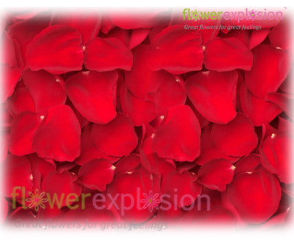 Rose Petal Flowers Information and Facts