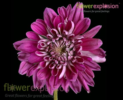 Bulk Green Button Poms Daisy Flowers for Sale Online @ Flower Explosion