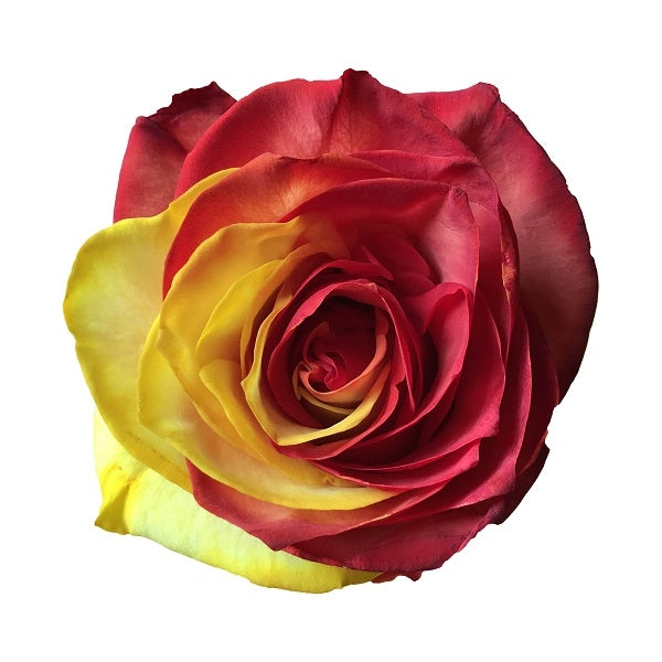 3 Rose Happy Birthday Yellow Roses with Red Tips – Write A Rose