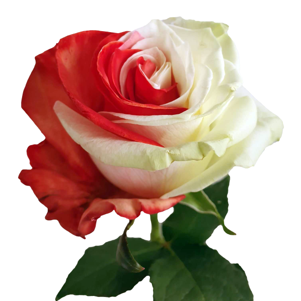 White Glitter Roses - Online Roses For Sale
