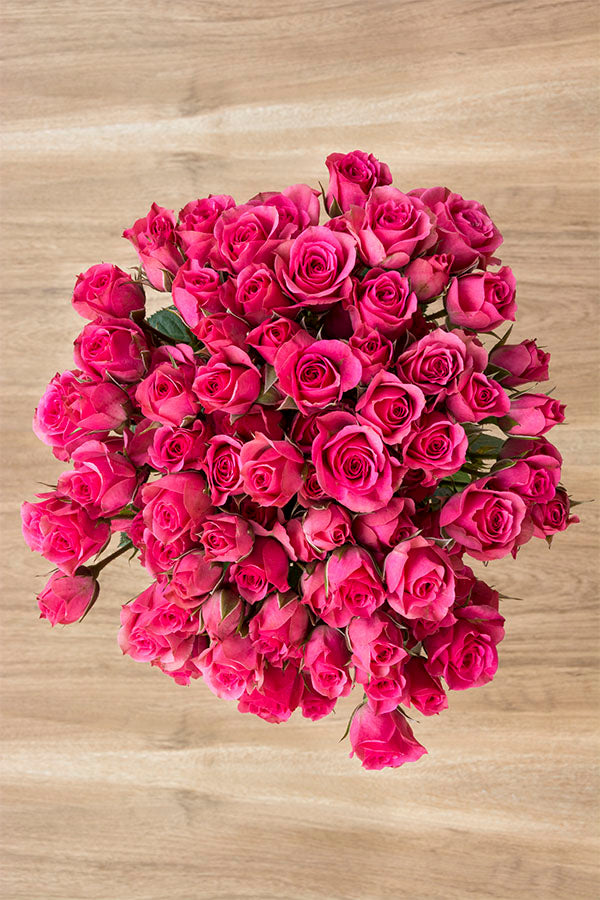 Hot Pink Spray Roses Flower Explosion 