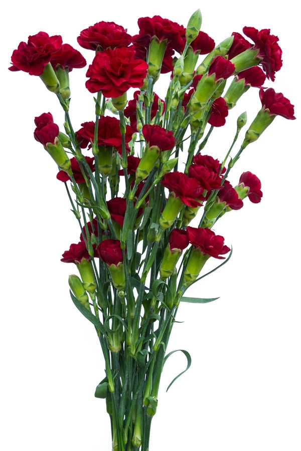 Loose Stem Red Mini Carnation Flower Delivery Glendale AZ - Elite Flowers &  Gifts