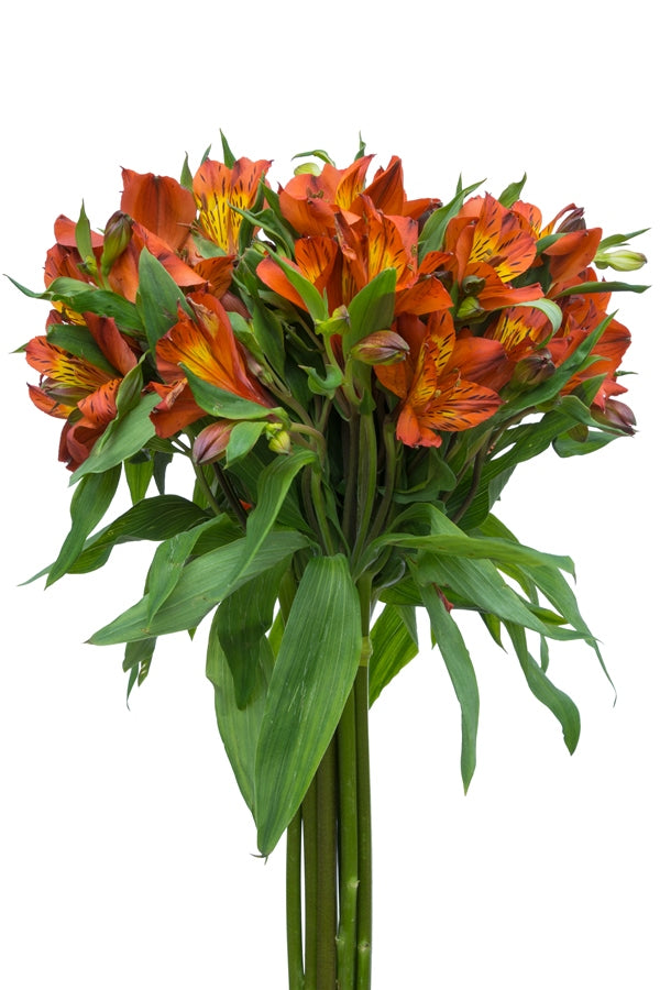 orange alstroemeria bouquet