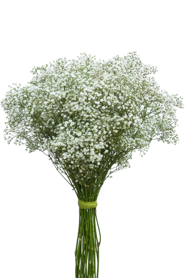 Gypsophila-Baby's breath (Fillers) – Amodhini Flowers