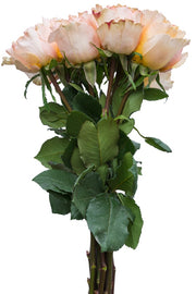 Salmon pink roses for sale - Cheap pink roses - Flower Explosion