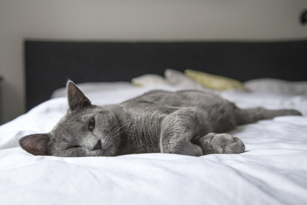 Grey cat lying lazily in bed