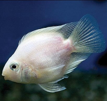 snow parrot cichlid