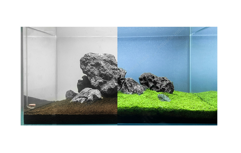 Cycle your Planted Aquarium: The Proven Method 