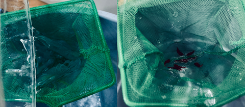 Remove the air tubing drip. Take the container and drain the water with shrimps into a net