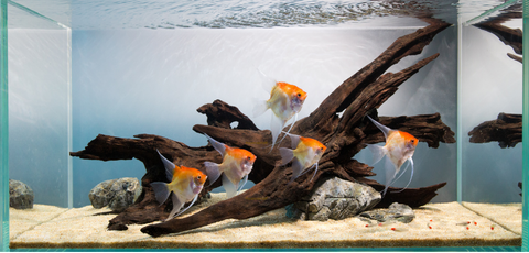 How to cycle your aquarium hardscape