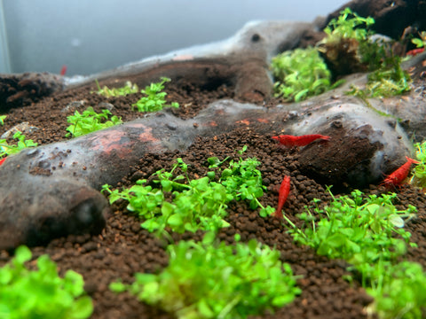 Introduce the shrimps into your aquarium red cherry shrimps fire red india
