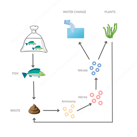 Understanding the Process Cycle your aquarium nitrogen cycle biological cycle