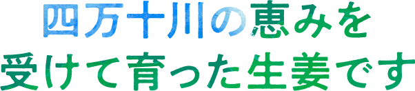 四万十の恵みを受けて育った生姜です