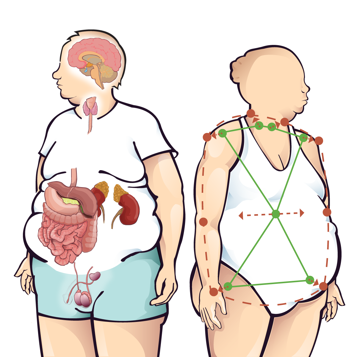 Body Type Organs and Ratios