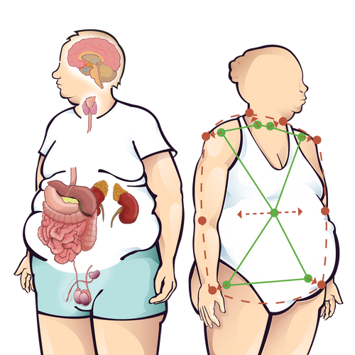 Body Type Organs and Ratios