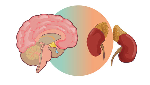 Glands-1068-600-Pituitary-and-Adrenal-Body-Type-Pairing.jpg__PID:f46b1604-bbe3-49f0-af84-38ac7c0e26ef