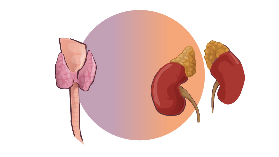 Glands-1068-600-Thyroid-and-Adrenal-Body-Type-Pairing.jpg__PID:0566f03e-96c3-4ce1-a06d-623ea230bc07