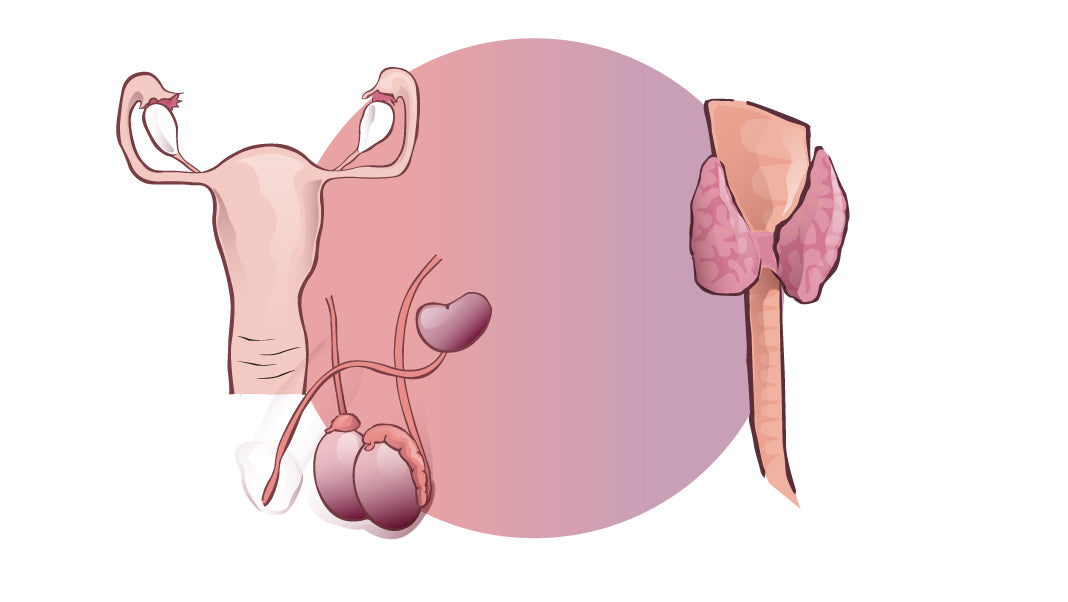 Glands-1068-600-Thyroid-and-Gonadal-Body-Type-Pairing.jpg__PID:21e34481-7a26-41ce-8339-54ffbd6bc3e8