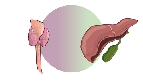 Glands-1068-600-Thyroid-and-Liver-Body-Type-Pairing.jpg__PID:7566e3cc-2cfb-48de-826e-7b8fb76def11