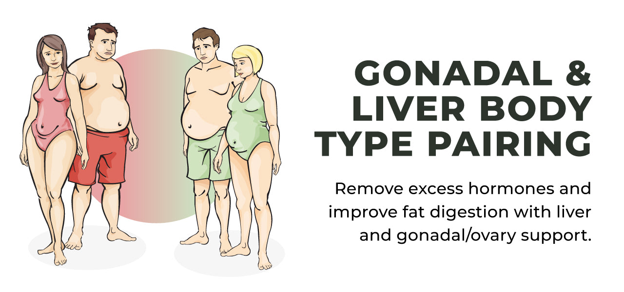 Header-1280-600-Gonadal-and-Liver-Body-Type-Pairing.jpg__PID:40b55c8e-8b29-46b4-923f-eda28347b8a3