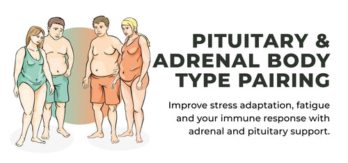 Header-1280-600-Pituitary-and-Adrenal-Body-Type-Pairing.jpg__PID:6b1604bb-e3e9-406f-8438-ac7c0e26ef2c