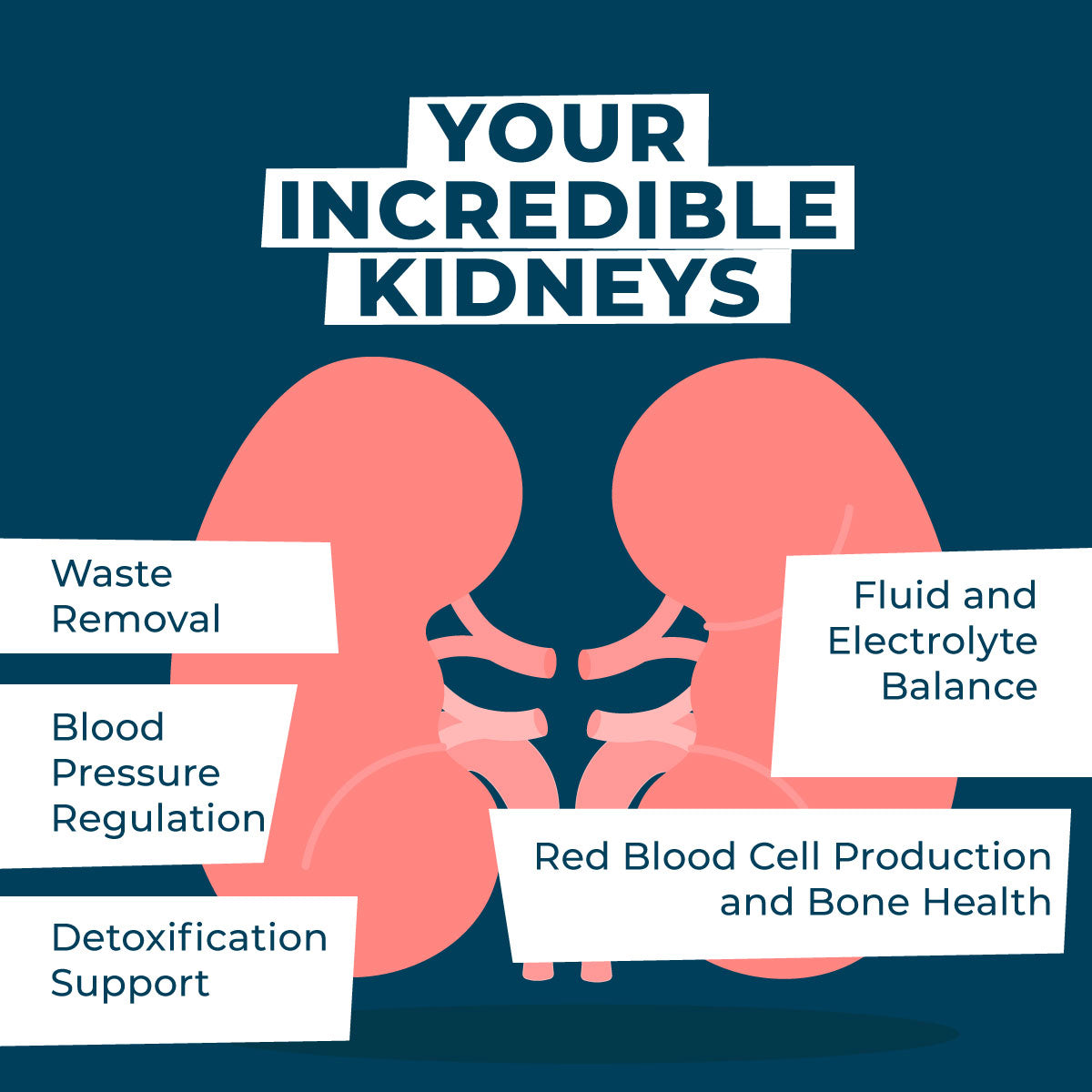 Kidney-Facts.jpg__PID:8a29e719-96dc-4632-83e0-13c3c328c289