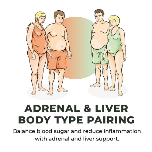 Adrenal and Liver Body Types