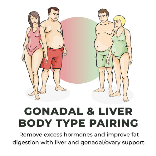 Mobile-Gonadal-and-Liver-Body-Type-Pairing.jpg__PID:8e8b2966-b492-4fed-a283-47b8a3a28b99