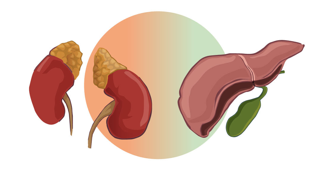 Organs-1068-600-adrenal-and-Liver-Body-Type-Pairing.jpg__PID:4945ae95-cbc1-479e-84f0-a418ee1cf051