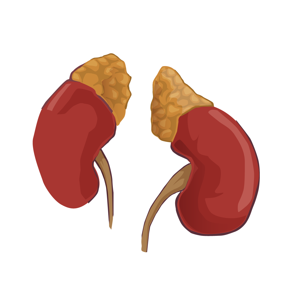 adrenal-body-type-gland.png__PID:22be4b32-ff06-4557-906d-402eda921802