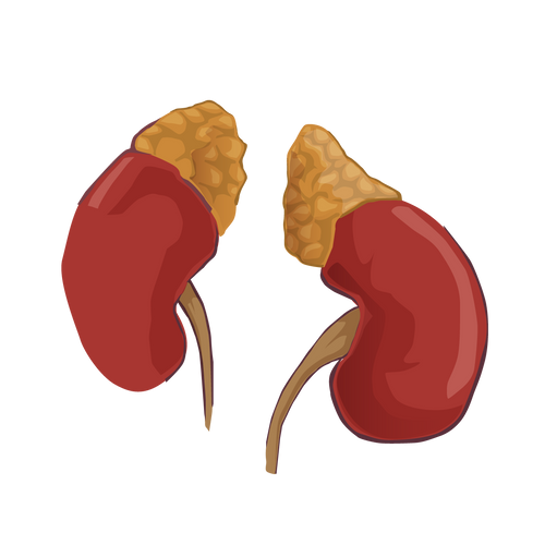 Adrenal Gland