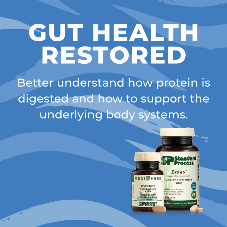 Restoring Gut Health - Protein Digestion
